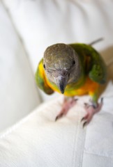 Youyou du sénégal © Laure F