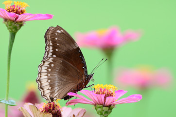 Great Egg Fly butterfly on zinnia flower
