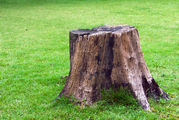 Stump on green grass