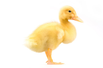 yellow duckling isolated