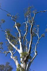 Botanical Gardens Sydney.