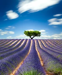 Gordijnen Lavande Provence France / lavender field in Provence, France © Beboy