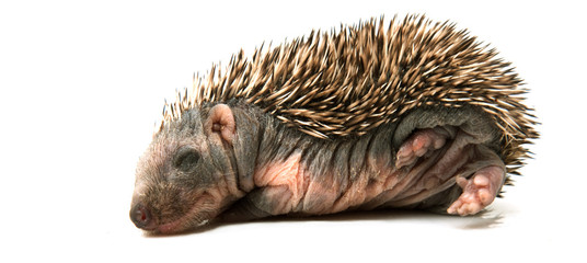 Young Hedgehog