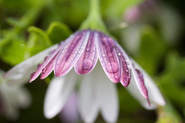 Purple Reverse Flower After Rain