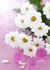 weiße Margeritenblüten