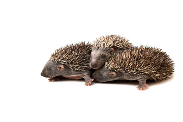 hedgehogs