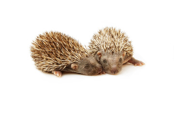 two hedgehogs