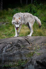Eastern Gray Wolf Walking on Large Rock