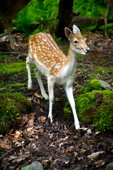 Young Fallow Deer in the Forest