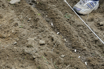 Planting bean seeds