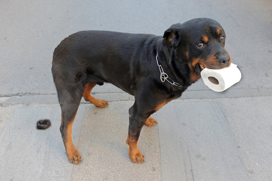 rottweiler, crotte et papier toilette