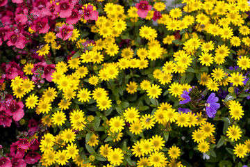 parterre de fleurs