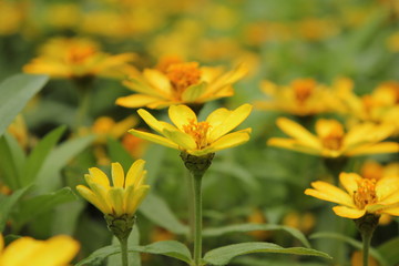 黄色のデイジー畑