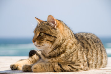 Tomcat on beach.