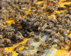 Plenty with bees