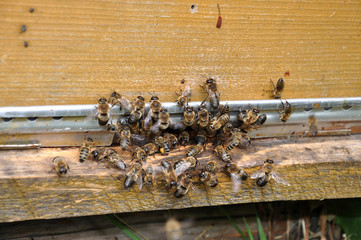 Plenty with bees in a beehive