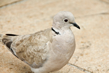Beautiful Pigeon