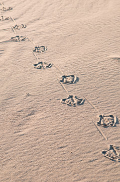bird footprint in the sand