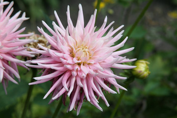 Dahlienblüte im Sommer im Garten
