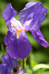 Iris / Schwertlilie