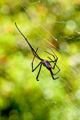 big spider