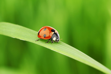ladybug on grass