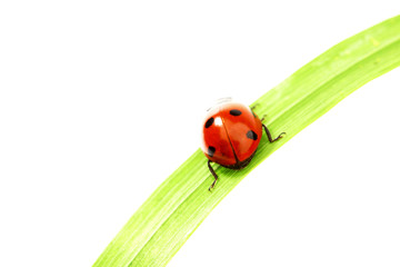 ladybug on grass