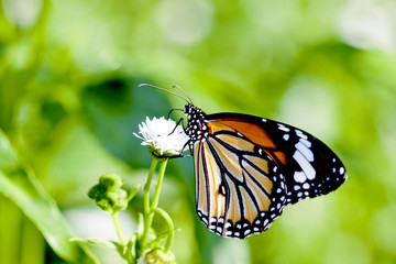 a butterfly Attracts the nectar