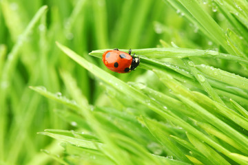 ladybug on grass
