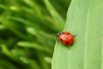 ladybug on leaf