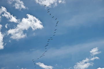 Birds flying in V formation