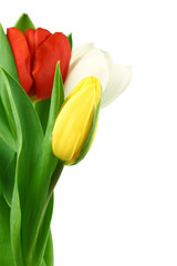 Obraz premium colorful tulips