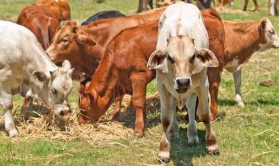Obraz na płótnie Canvas Australian beef cattle young calves