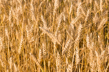 Wheat background