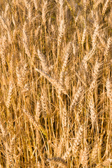 Wheat background