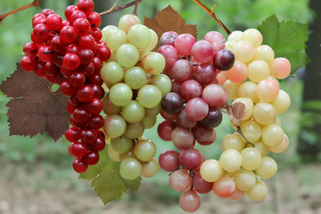 Various wine Grapes on the vine.