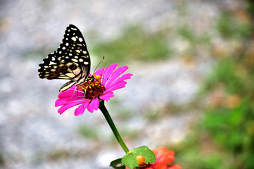 Obraz na płótnie Canvas butterflies and flowers.
