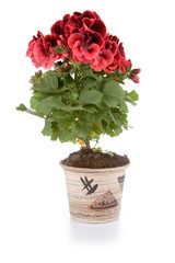 Potted plant pelargonium in a pot
