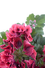 Potted plant pelargonium