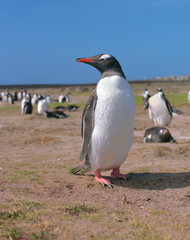 Gentoo penguin - 33536774
