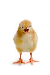 Obraz premium Chicken