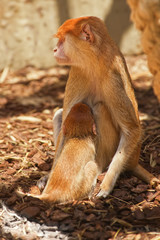 Monkey with a cub