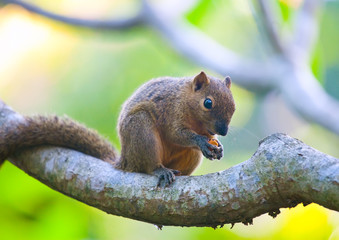 The tropical squirrel on a branch of a tree with a nut..