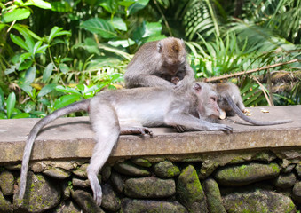 Long-tailed macaques in Sacred Monkey Forest