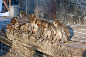 Obraz premium Bali,Indonesia. Monkeys in temple.