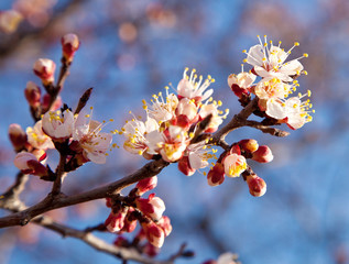 Branch of a white flowering apricots with a sunlight