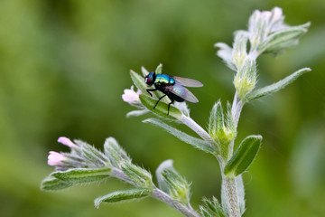 Green fly on the plant close up
