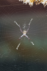 Spider and web