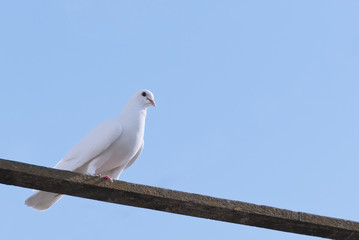 Obraz premium Белый голубь, сидящий на перекладине