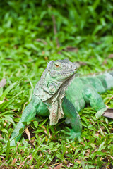 Green Iguana